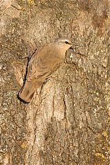 Brown Treecreeper