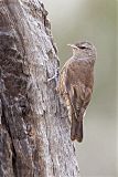 Brown Treecreeper