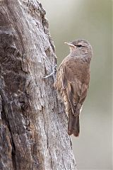 Brown Treecreeper