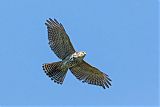 Brown Goshawkborder=