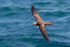 Brown Noddy