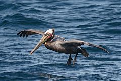 Brown Pelican