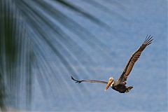 Brown Pelican