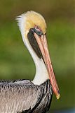 Brown Pelican