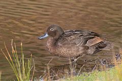 Brown Teal