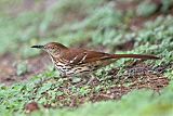 Brown Thrasherborder=