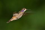 Brown Violetear