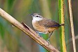 Buff-breasted Wren