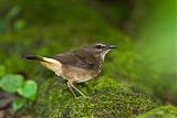 Buff-rumped Warbler