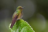 Buff-tailed Coronetborder=