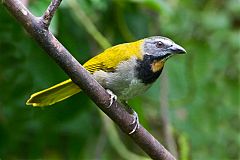 Buff-throated Saltator