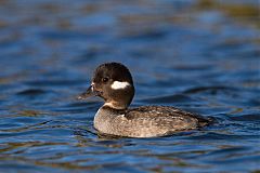 Bufflehead