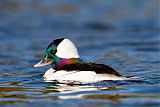 Bufflehead