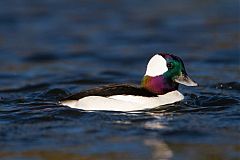 Bufflehead