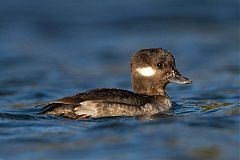 Bufflehead