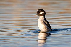 Bufflehead