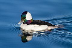 Bufflehead