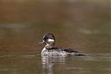 Bufflehead