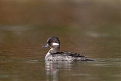 Bufflehead