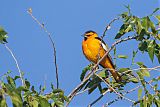 Bullock's Oriole