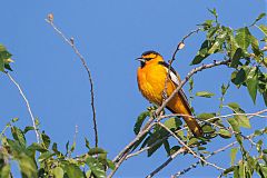 Bullock's Oriole