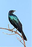 Burchell's Starling