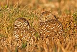 Burrowing Owl