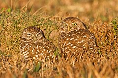 Burrowing Owl