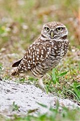 Burrowing Owl