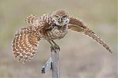 Burrowing Owl