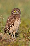 Burrowing Owl