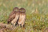 Burrowing Owl