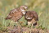 Burrowing Owl