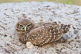 Burrowing Owl