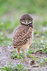 Burrowing Owl