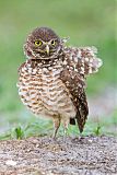 Burrowing Owl