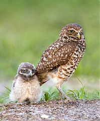 Burrowing Owl