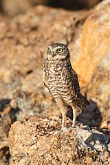 Burrowing Owl