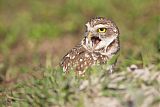 Burrowing Owl