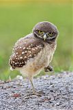 Burrowing Owl