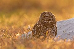 Burrowing Owl