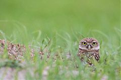 Burrowing Owl