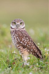 Burrowing Owl