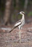 Bush Thick-knee