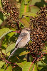 Bushtit