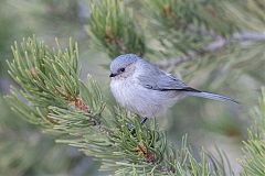 Bushtit