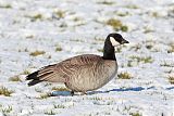 Cackling Goose