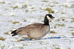 Cackling Goose