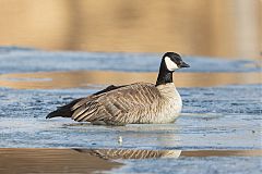 Cackling Goose