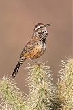 Cactus Wren